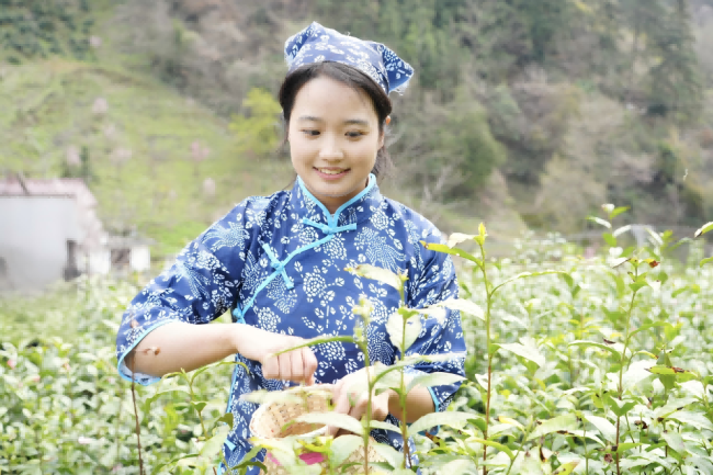 喊山醒茶！镇安11.8万象园亩春茶开园