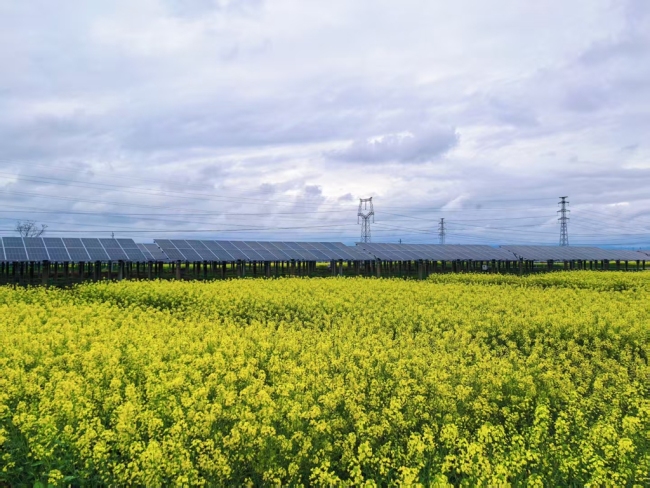 朱鹮之乡的“绿色答卷”——中国大唐洋县光伏项目赋能乡村振兴