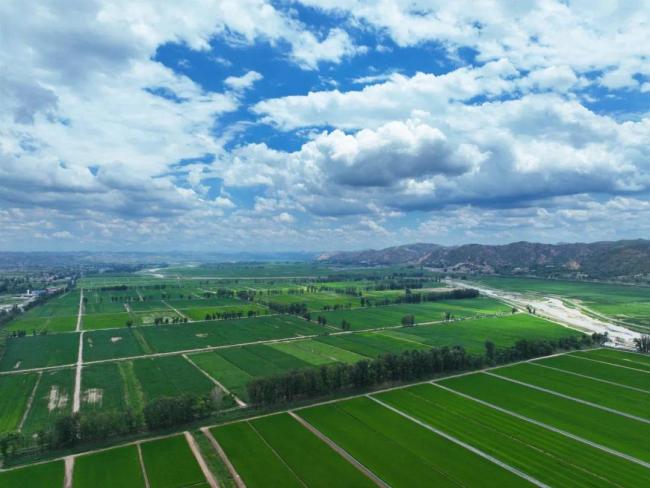 榆林市榆阳区：支部建在产业链上，鱼河峁镇水稻产业的“沟峁实践”