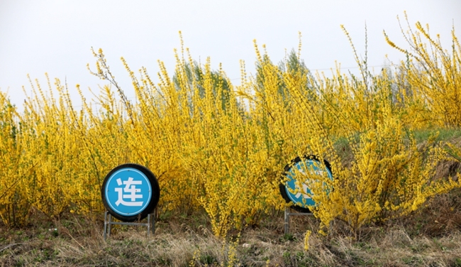 陕西宜君：一朵连翘花“融”出产业新路径