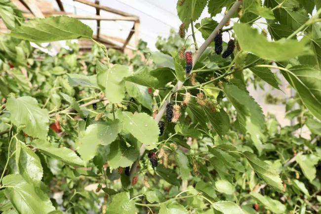 榆林市榆阳区金鸡滩镇金海村：桑果飘香采摘忙 农场兴产助增收