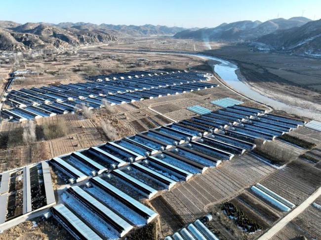 陕西绥德：深耕设施农业 赋能乡村振兴