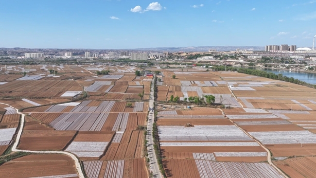 田野“新”赋！府谷县黄甫镇：“错峰”种瓜种出增收好“钱”景