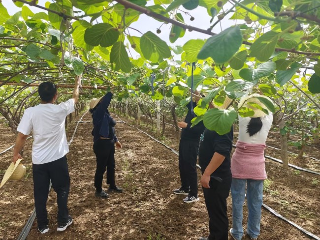 党建引领疏蕾忙 助农纾困暖民心——眉县槐芽镇机关支部开展四月份主题党日活动