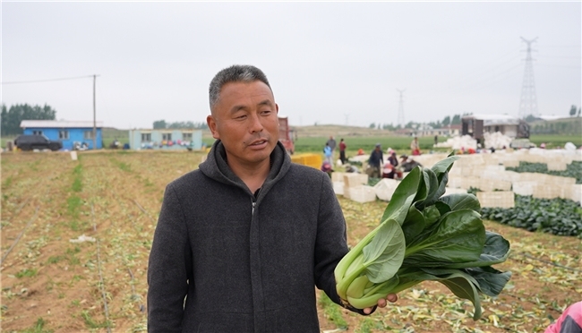 一肥六效,鲁花花生肽肥的化肥替代之路——在田间地头实地探访鲁花花生肽肥六大“超能力”