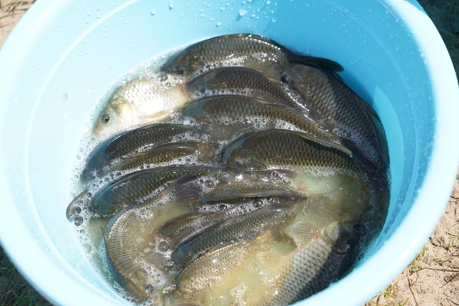 投放16万尾优质鱼苗!榆林市横山区开展水生生物增殖放流守护无定河生态