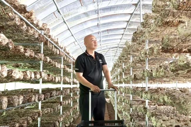 榆林市榆阳区:科技赋能菌菇产业 特色农业焕发新生
