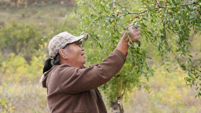 子洲:老枣树“换装”结金果 酸枣产业铺就绿色致富路