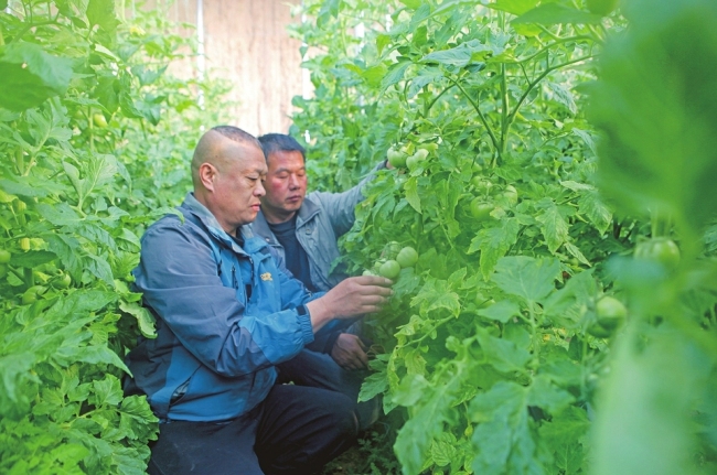 精心管护大棚西红柿