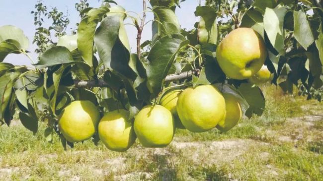 Sharing Shanxi with the World: Gift of the Loess, Fruits Across the Seas