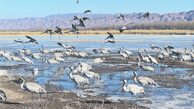 让南迁候鸟平安越冬
