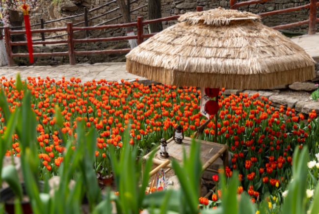 传承东方美学 赋能文旅融合——2026年云丘山第二届仙山花朝节盛大启幕