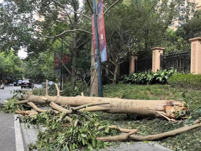 有高层小区外墙皮掉落、豪华酒店落地玻璃破裂，台风“贝碧嘉”成“房屋质检员”