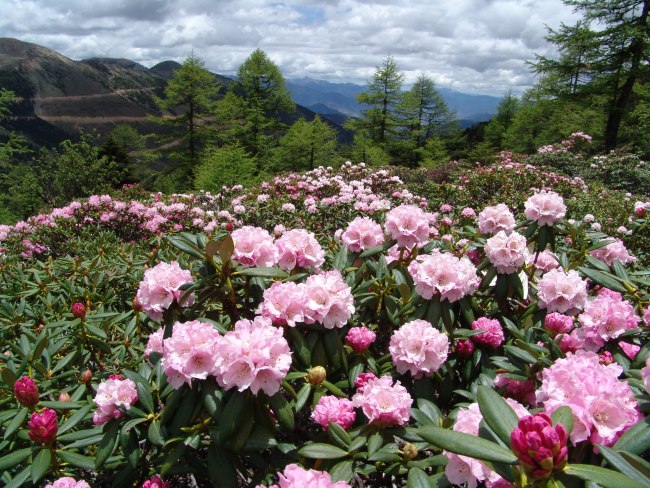 香格里拉杜鹃季：迪庆州推出5条赏杜鹃花线路