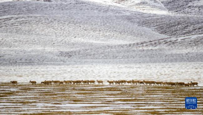 走进羌塘国家级自然保护区