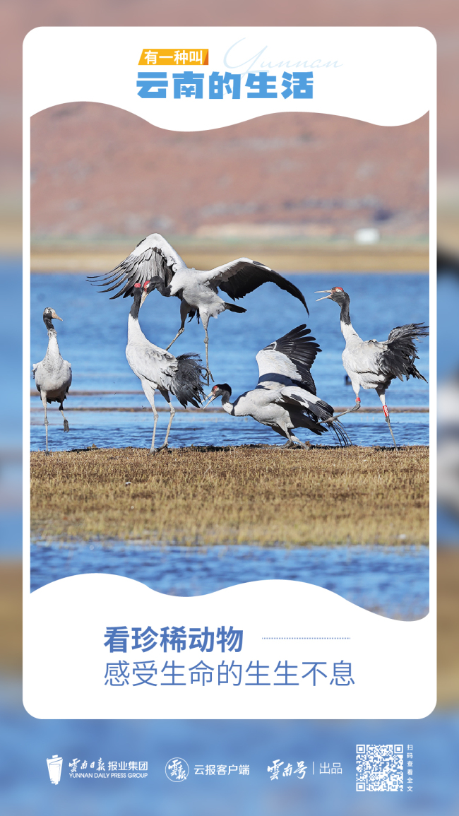 有一种叫云南的生活丨走进迪庆,找寻心中的日月