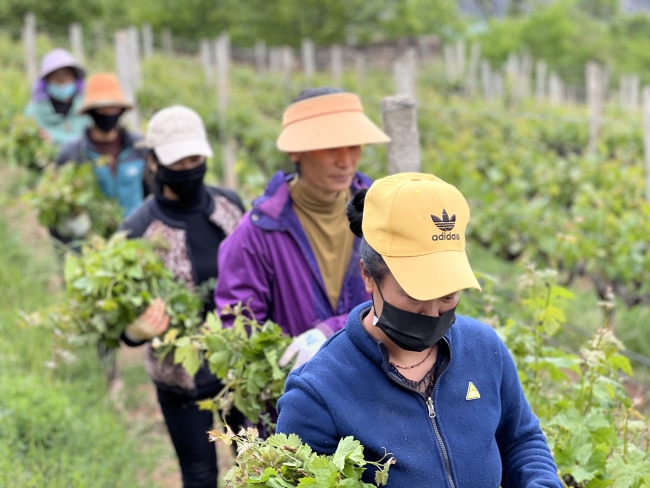 德钦县——小葡萄孕育大产业