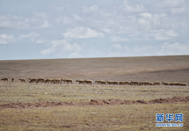 藏羚羊“过马路”，车辆请注意！