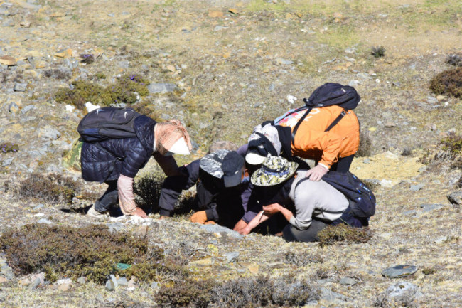 东旺乡村民采挖虫草忙