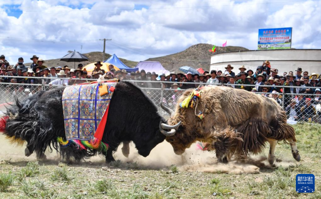 西藏白朗县举行牦牛斗牛比赛