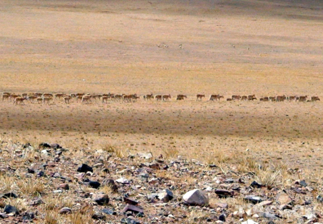 【藏北故事】西藏野保员：我们在北京圆梦了！