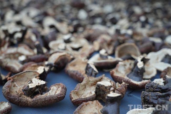 高原沃土育新机：一株白肉灵芝里的财富密码