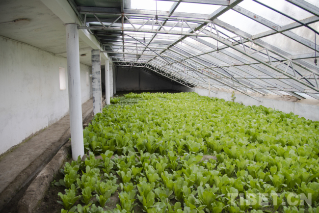 西藏定日：大棚冒新绿 复工复产忙