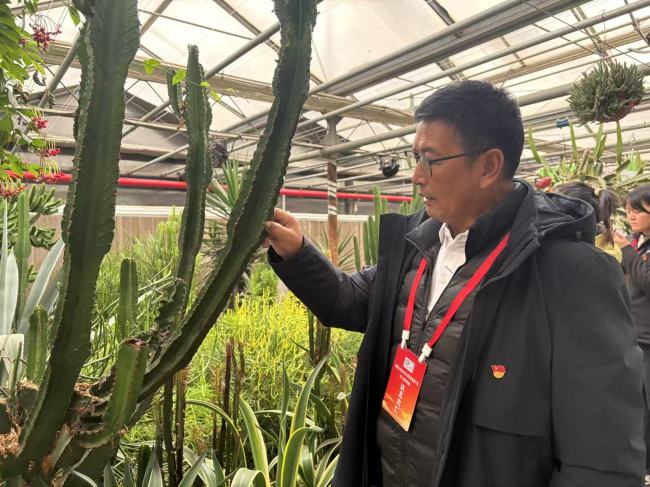 西藏林芝波密县基层干部参观世界花卉大观园组培温室内的沙漠植物馆