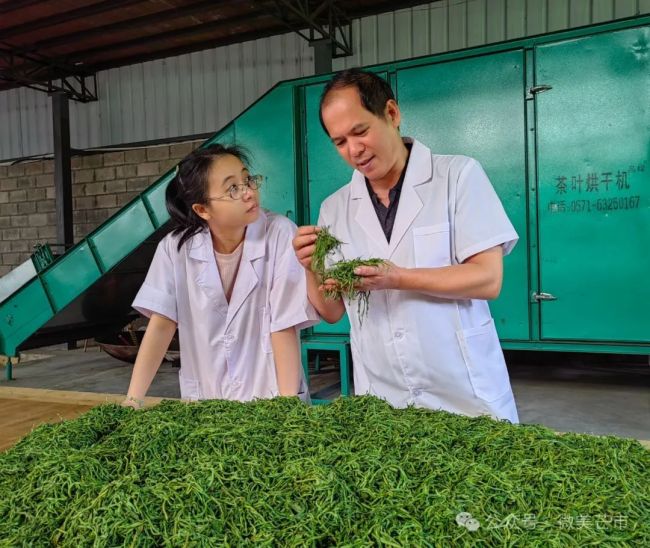 秋风起、秋意浓！芒市德昂酸茶正飘香！