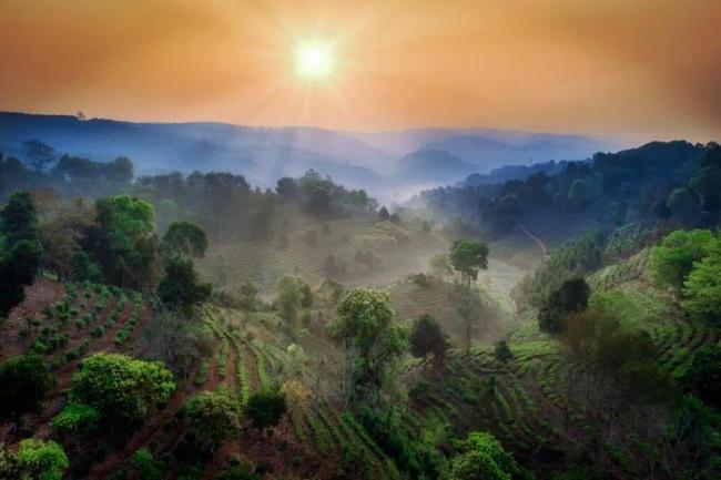 世界的景迈山，中国的普洱茶