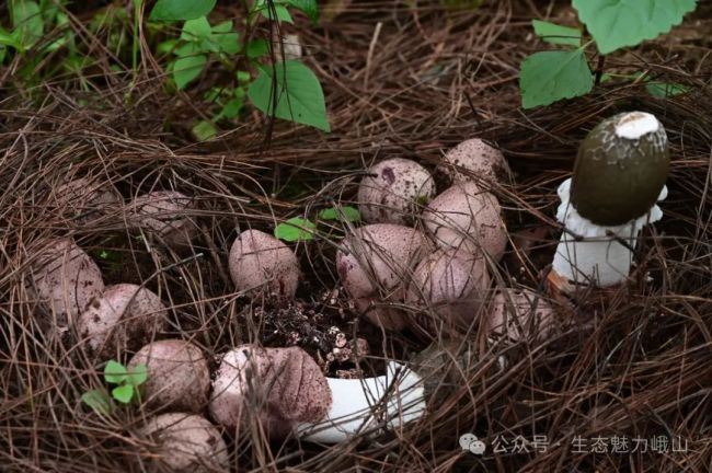 玉溪峨山大西村：树下种菌菇 做好林下经济文章