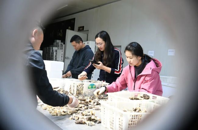 丽江羊肚菌干货，俏销市场！