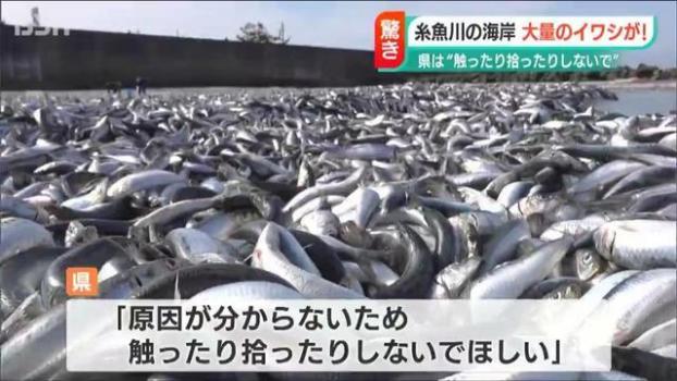 日本一沙滩惊现大量沙丁鱼原因未知 当地人：80年来从未见过