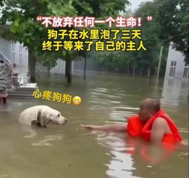 不放弃任何一个生命！涿州洪水狗子在水里泡三天等来主人救援