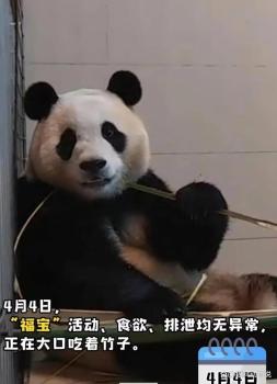 大熊猫“福宝”隔离状态公开 乖巧进食展适应能力