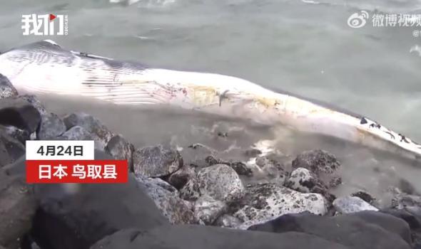 日本海岸现超10米长鲸鱼尸体已高度腐烂，当地政府称将对其展开进一步调查