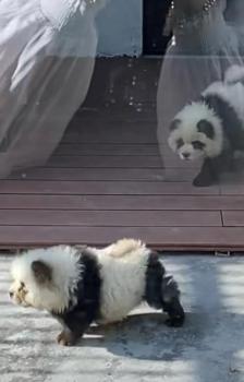 媒体评动物园上新“熊猫犬” 创意引热议，实为松狮扮熊猫