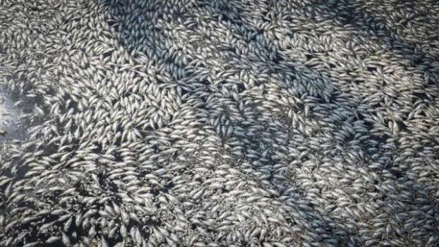 海南海口红城湖现大量死鱼 捞出8吨 环卫紧急清理中