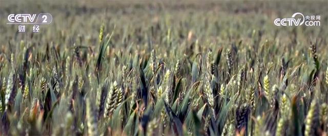 农业农村部：小麦长势总体好于上年，丰收基础奠定