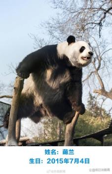 萌兰和花和叶今天过生日 熊猫家族同庆，萌翻天！