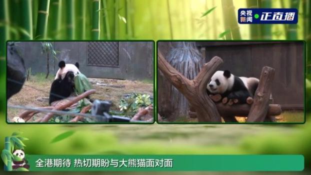 中央赠港大熊猫与公众见面 新名字揭晓