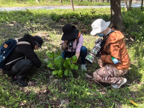 上海已记录超3500种昆虫 市民助力生物多样性调查