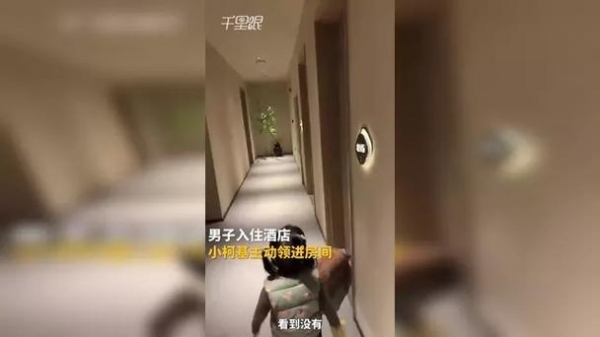 男子住宿柯基带路领进房间 狗狗服务员成亮点