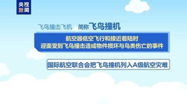 飞鸟撞机能躲开吗 全球每年两万多起事故警示