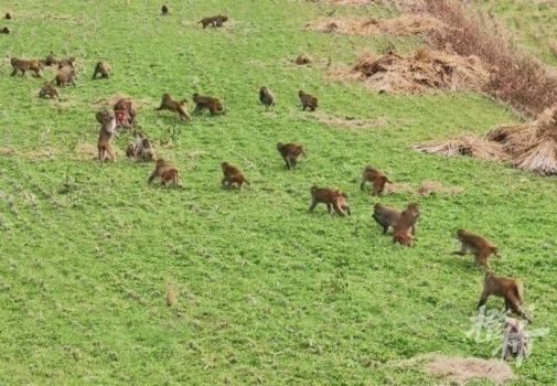 50多只野猴下山偷菜 村民不驱赶只围观 人猴和谐共处