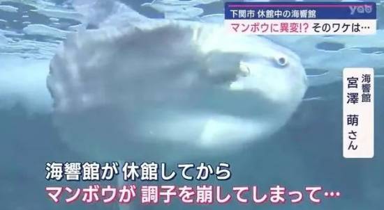 日本水族馆翻车鱼因没游客自闭 孤独引发活力下降