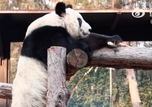 北京動物園微博發(fā)布大熊貓丫丫最新畫面：爬架子輕松找到筍筍