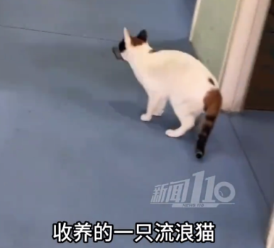 流浪猫报恩方式把小姐姐们吓一跳 猫：这次不满意，下次抓个更大的