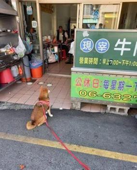 狗狗在試吃攤位前遲遲不肯走 貪吃柴犬討肉記