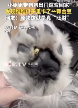 狗狗意外夹回3克重金豆回家 宠物成“招财狗”引发热议